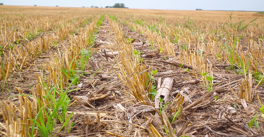 green cover crop growing in corn stubble