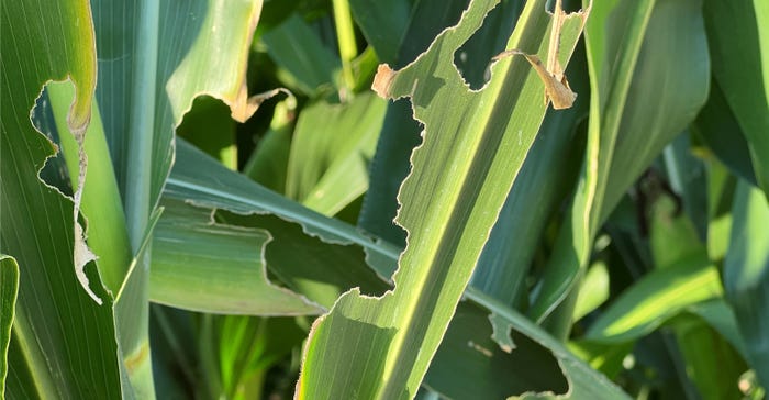 damage to leaves on crop plant
