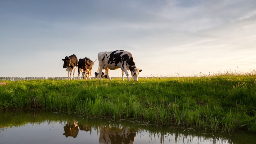 cows standing in grass near water
