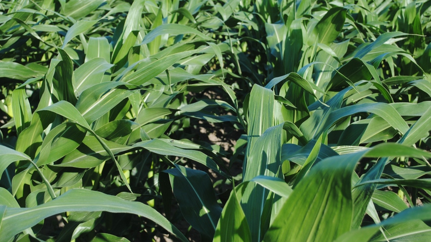 cornstalks cornstalks
