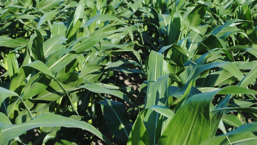 cornstalks