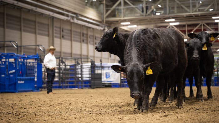 Group of beef cattle with yellow ear tags and a man with a cowboy hat standing at a distance