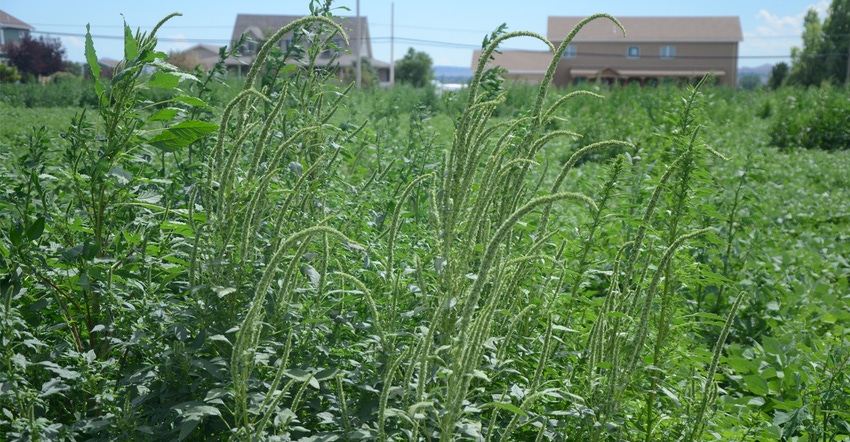ALS-resistant Palmer amaranth  in dry beans