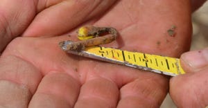 germinated soybean seedling with signs of slug damage