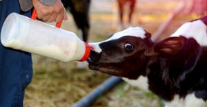 Holstein calf being bottle fed