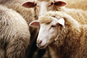 sheep-close-up-GettyImages-1018518836.jpg