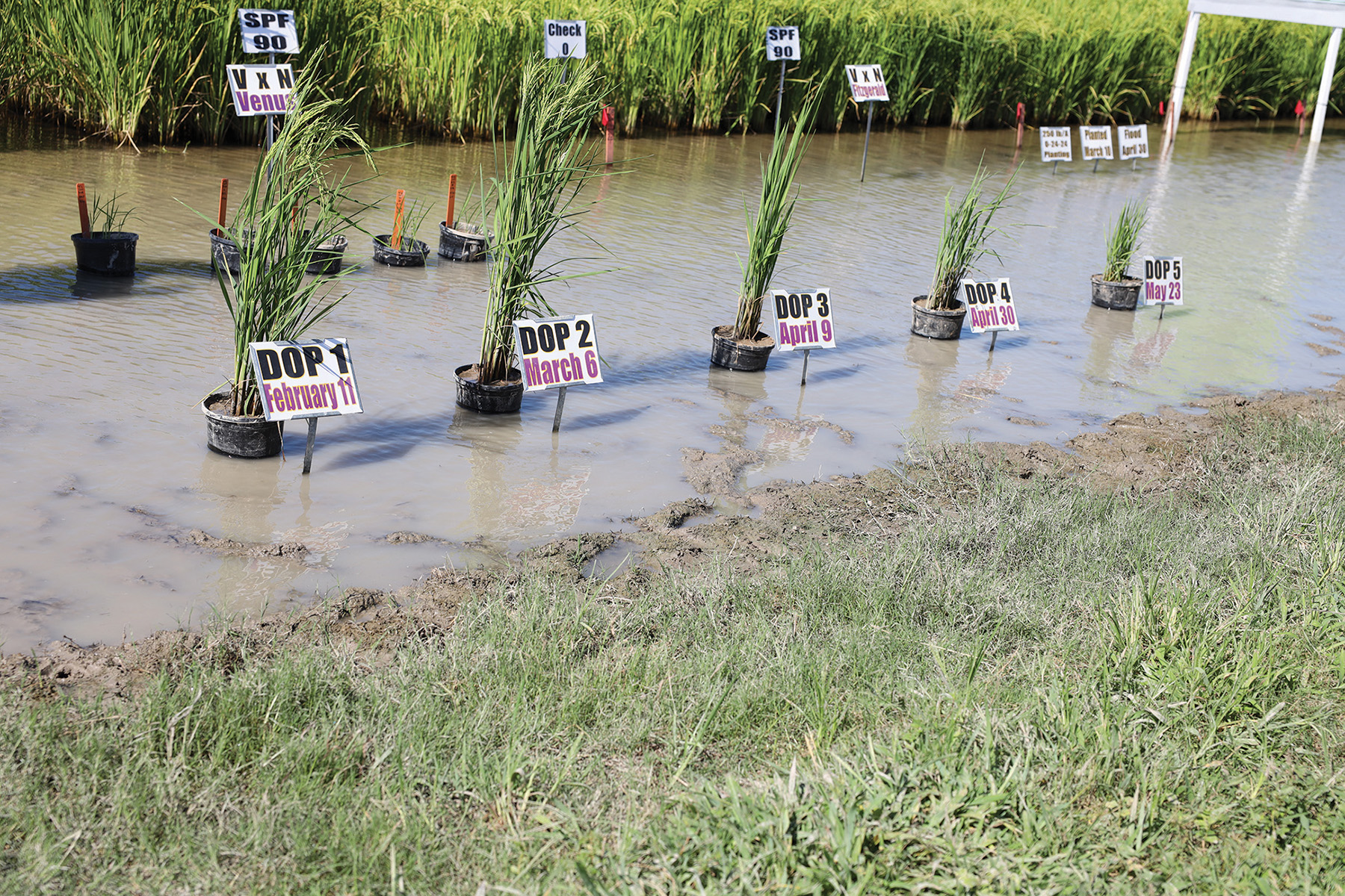 Fall field prep boosts early rice planting success
