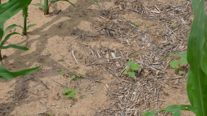 weeds growing between rows of corn