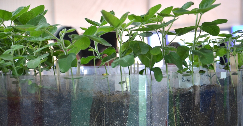 soybean plants growing in containers