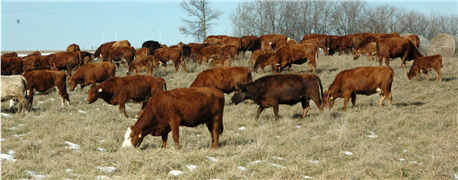 top_5_areas_manage_beef_herd_2016_1_635884553004080000.png
