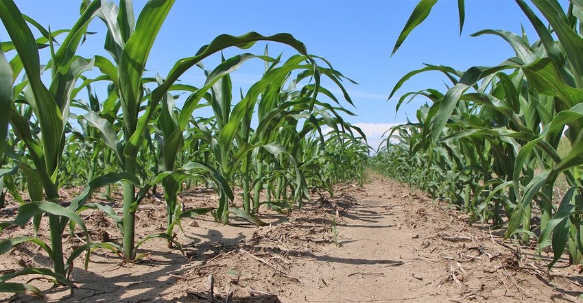 ground-level closeup of young corn plants