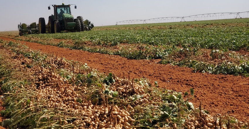 swfp-shelley-huguley-digger-peanuts-20.jpg swfp-shelley-huguley-digger-peanuts-20.jpg