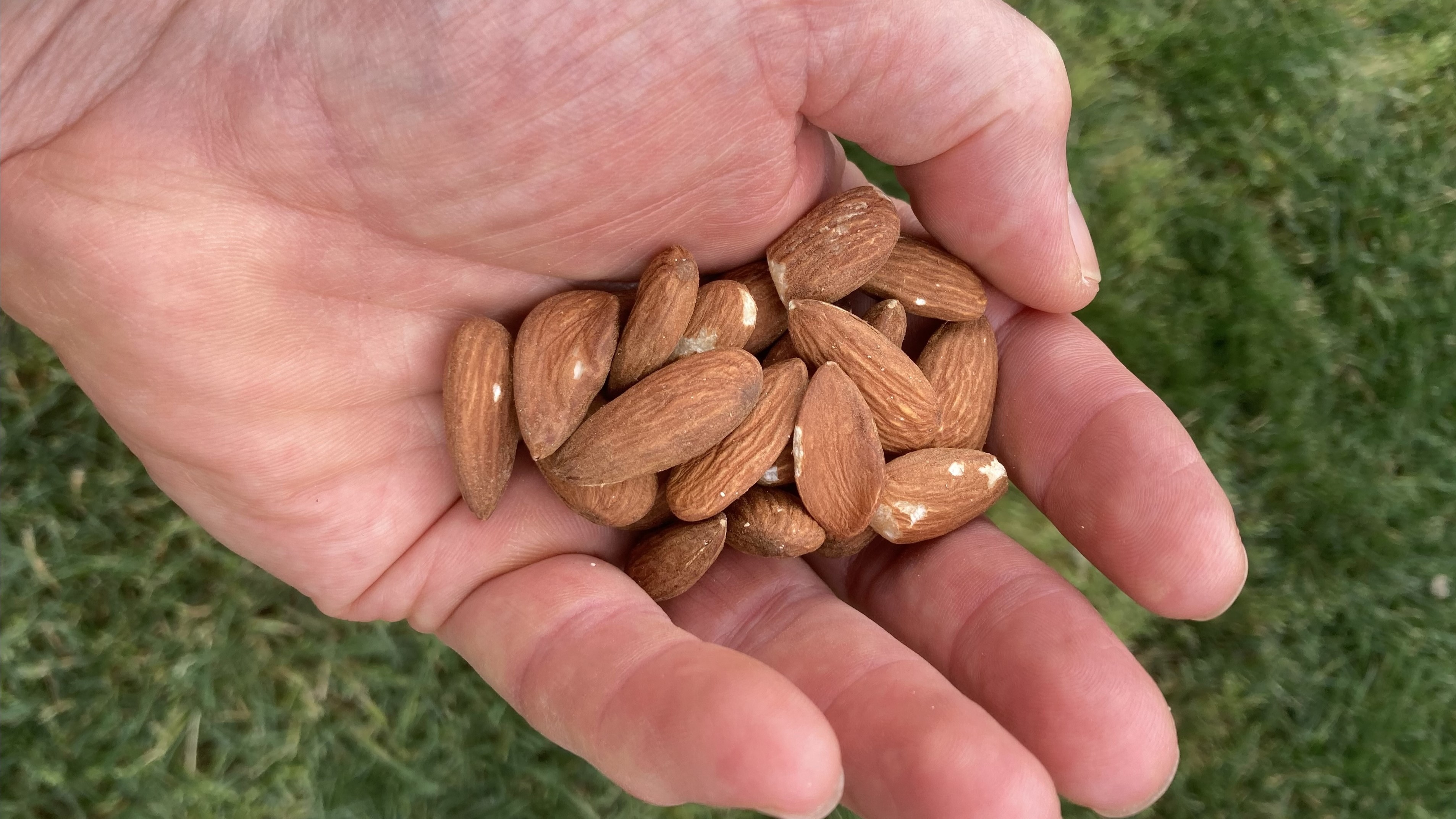 Almonds improve health markers in people with metabolic syndrome
