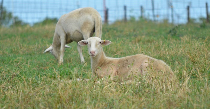 sheep laying in pasture