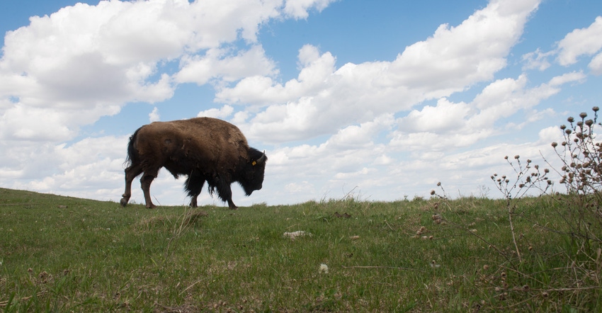 A bison cow grazing the top of a ridge