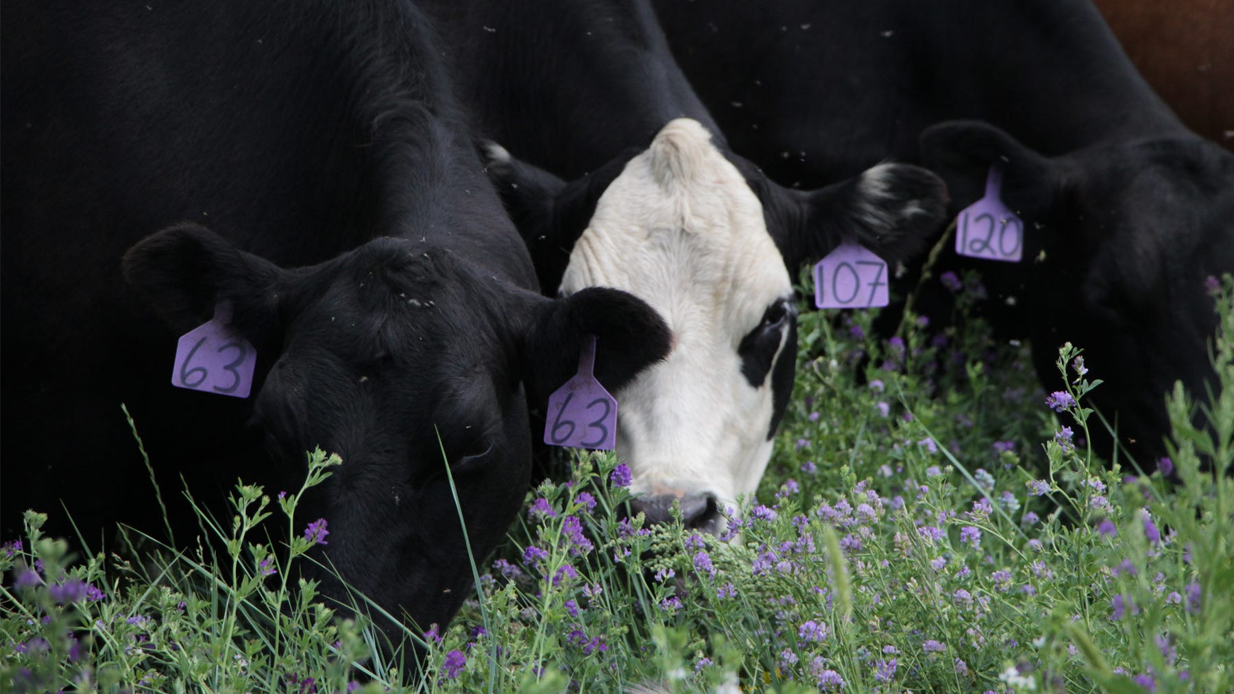 cow grazing on forage