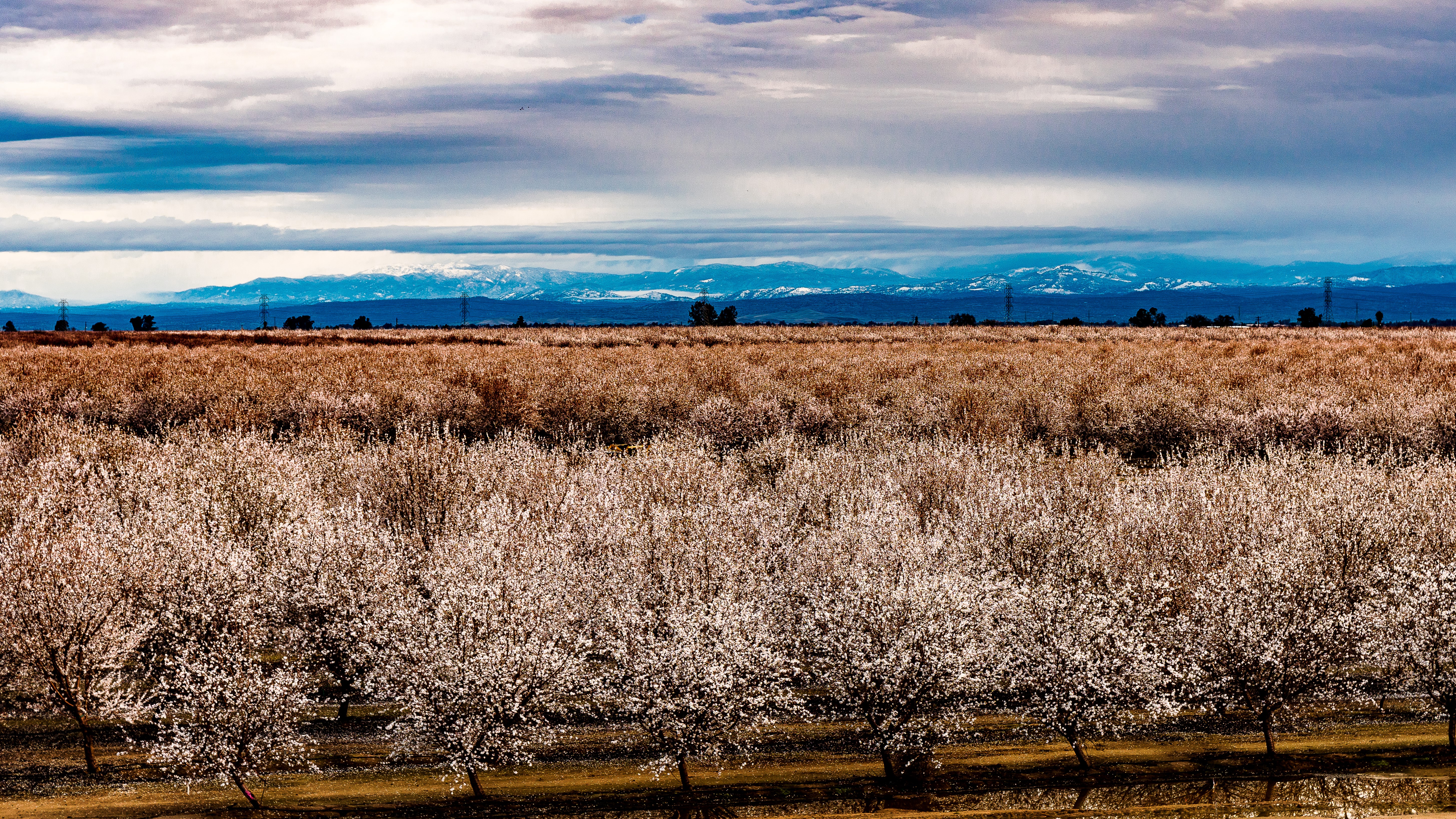 Will 2023 Be A Bad Year For Honeybees   Farm Press Todd Fitchette Almonds 2882 