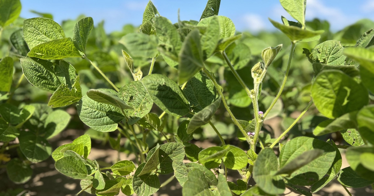 Arkansas crop progress: Rice and soybean