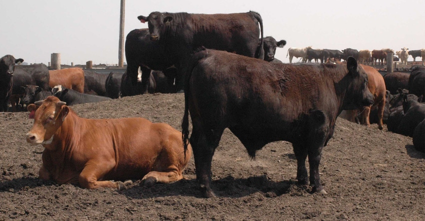 Beef cattle