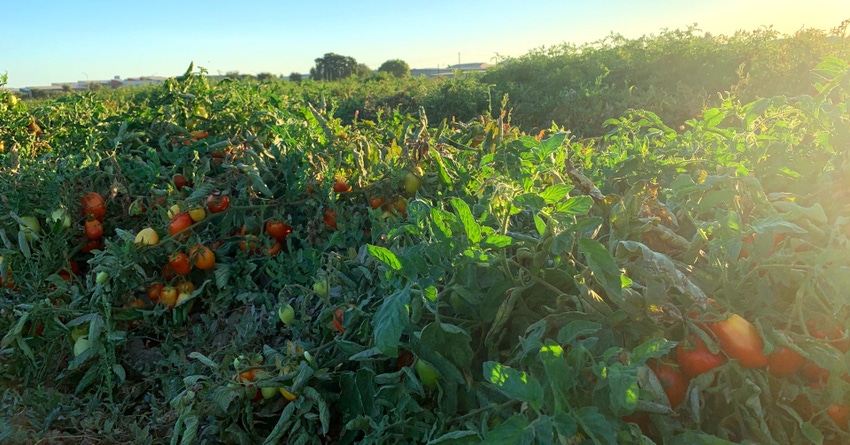 WFP-UCD-food-drought.jpg WFP-UCD-food-drought.jpg