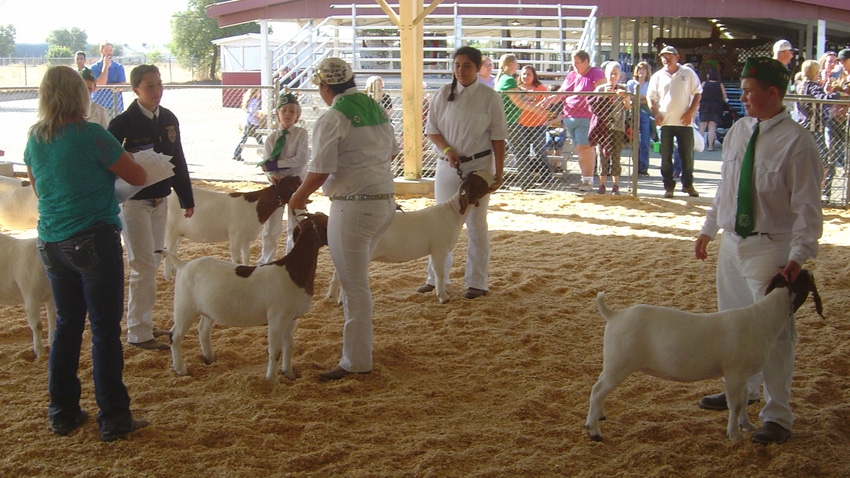 4-H members in a show ring
