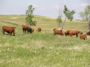 Cows on summer pasture