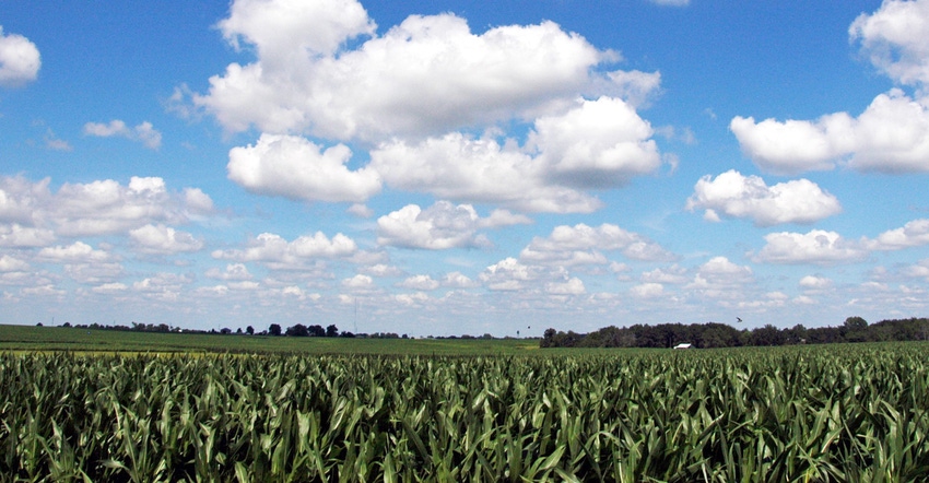 blue sky and puffy white clouds over cornfield
