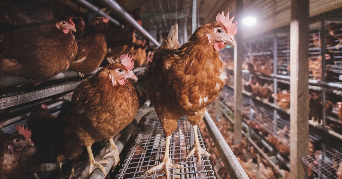 New law requires egg-laying hens to be cage-free by 2024