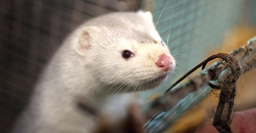 A white mink popping through the opening of a cage