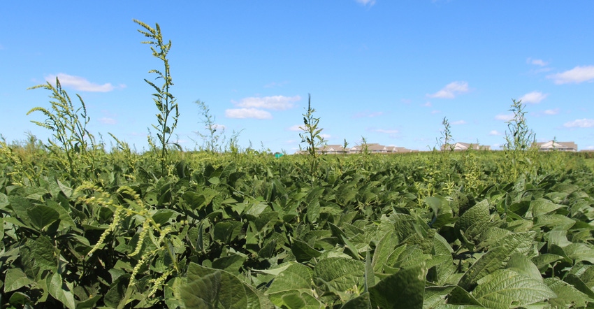 waterhemp infested with giant ragweed and other weeds