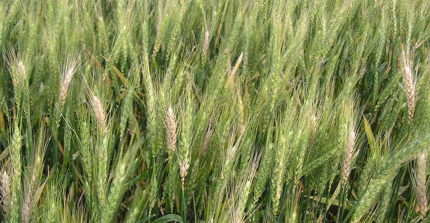 scab-in-wheat-b-padgett-1-online-format.jpg
