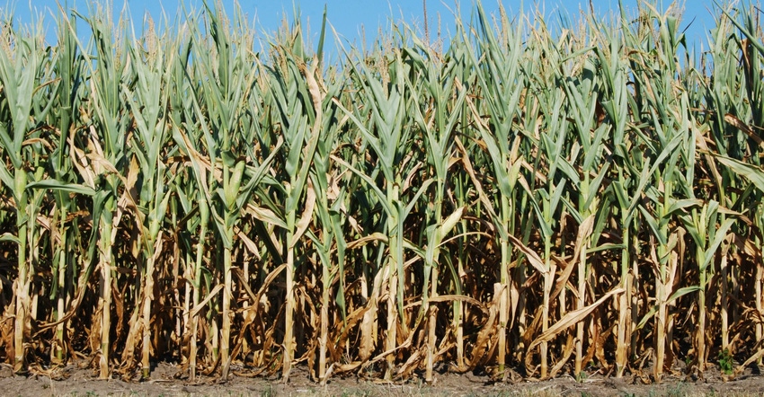 cornfield in drought conditions