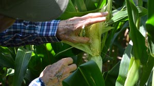 Ear of corn with excessive silk growth