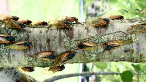 Cicada insects swarming a tree branch