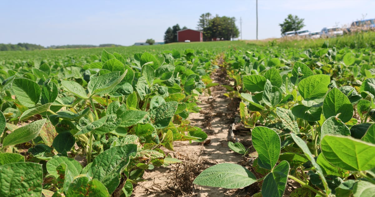 5 threats to soybeans during excessive heat