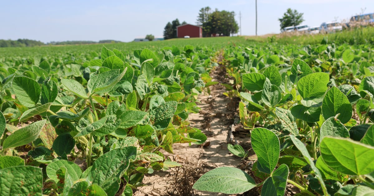 5 threats to soybeans during excessive heat