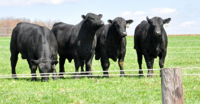 Angus cattle on pasture near fence line