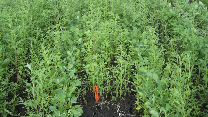 weeds growing in green soybean field