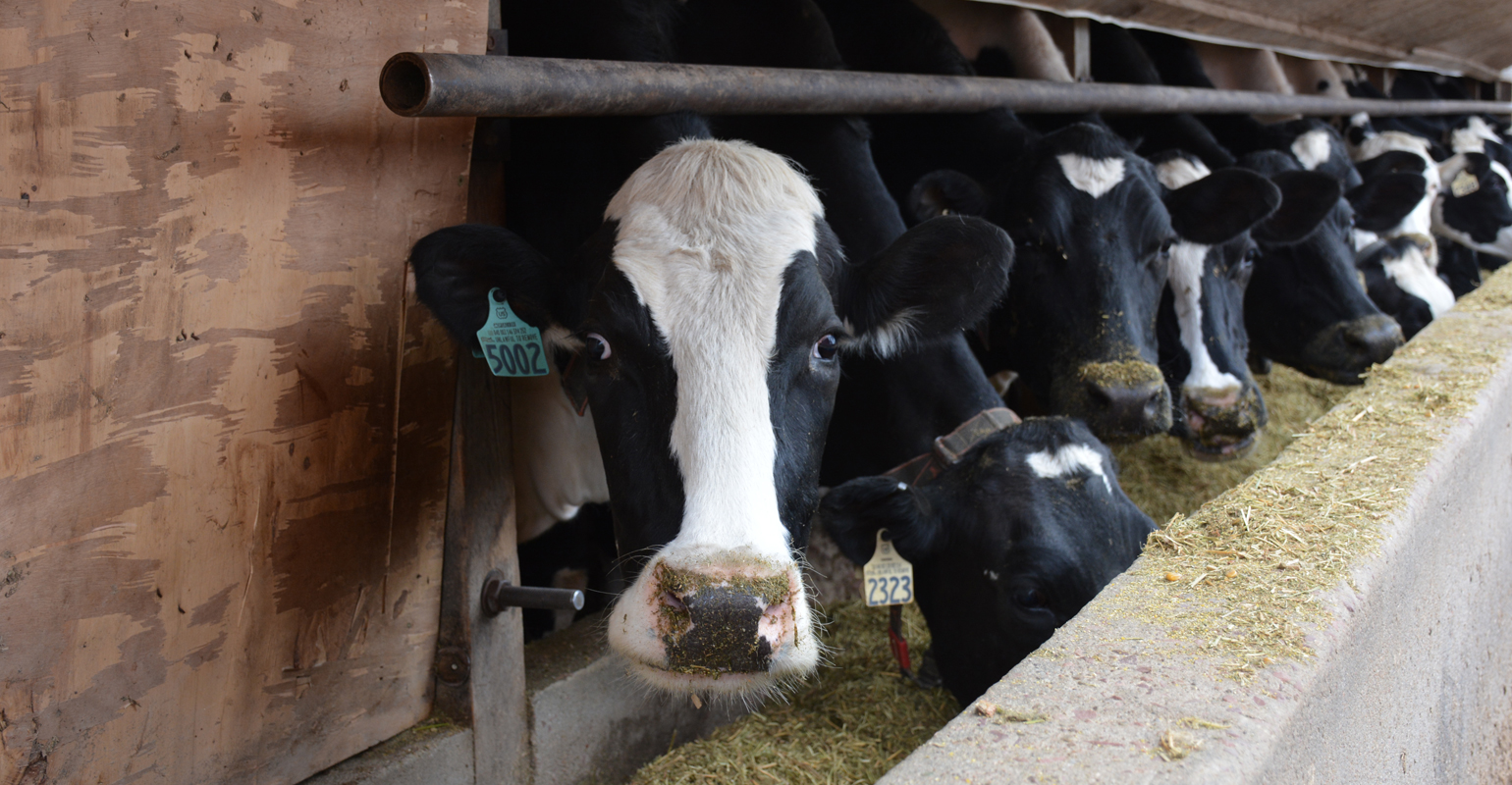Breathing new life into dairy farm