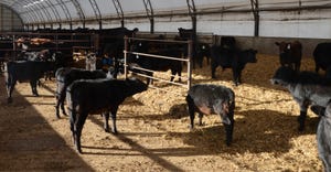 livestock in barn eating hay