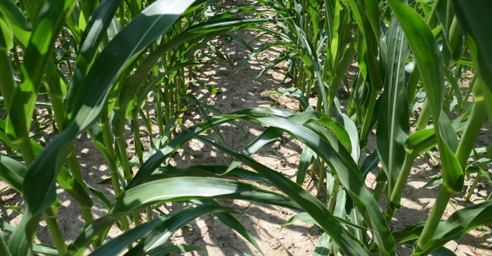 healthy corn plants in field