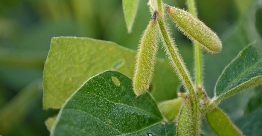 soybean pods closeup