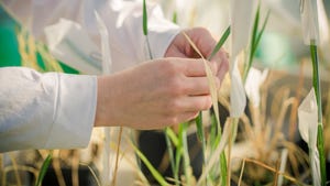 researcher looking at wheat plant