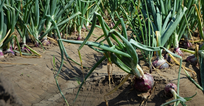 agrilife-onions.jpg agrilife-onions.jpg