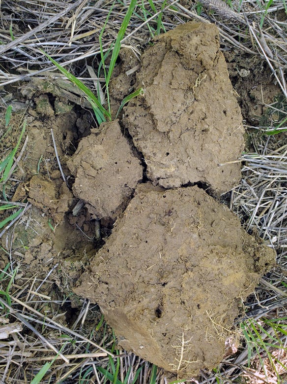 clumps of soil