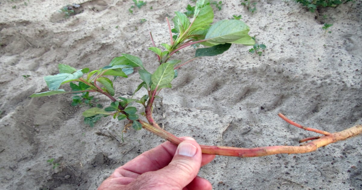 2-strategies-to-significantly-improve-weed-control-this-year
