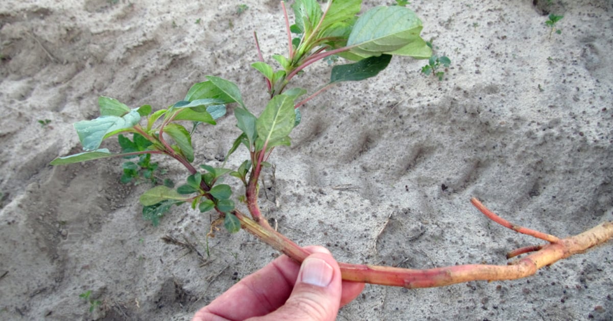 2 Strategies To Significantly Improve Weed Control This Year 2-strategies-to-significantly-improve-weed-control-this-year