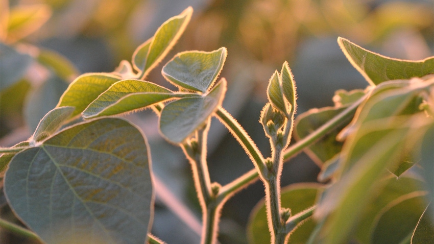A soybean plant blooming with a sunlight glow