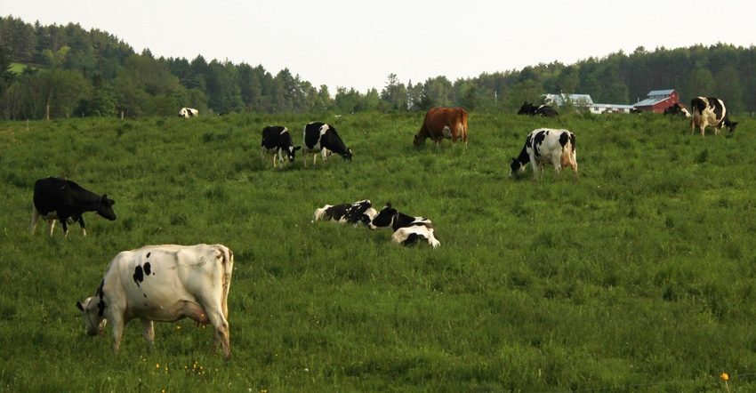 cows grazing in pasture