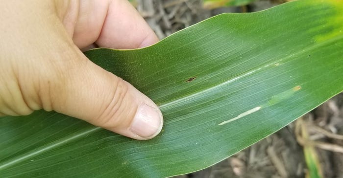 tar spot lesion on corn leaf